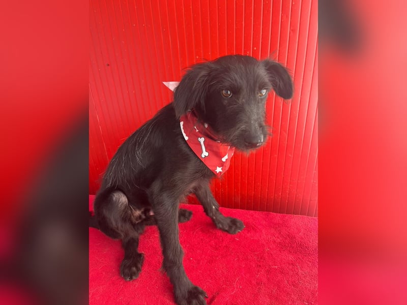 Pedro, Schnauzer-Mix, Rüde, geb. am 02.01.2025, ca. 40 cm, 10 kg