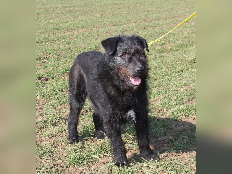 Wasti - Zurückhaltender ruhiger Rüde, ca. 2015 geboren,, Schnauzer-Mischling