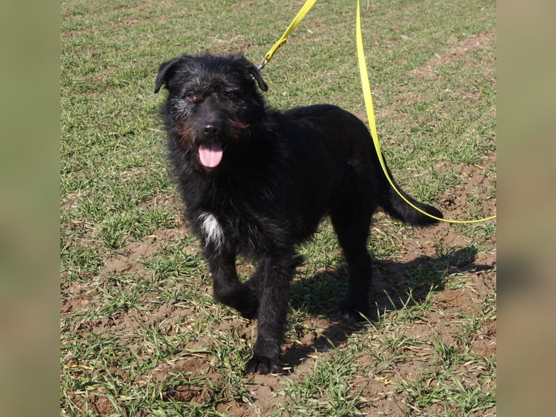 Wasti - Zurückhaltender ruhiger Rüde, ca. 2015 geboren,, Schnauzer-Mischling
