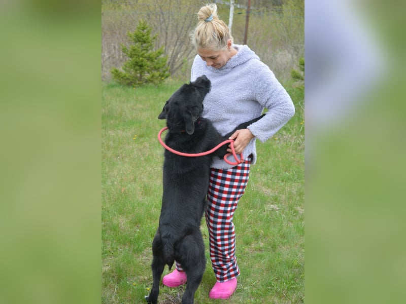 Brko - Kinderlieber, verträglicher Schnauzer-Mischling, 01.03.2016 geboren