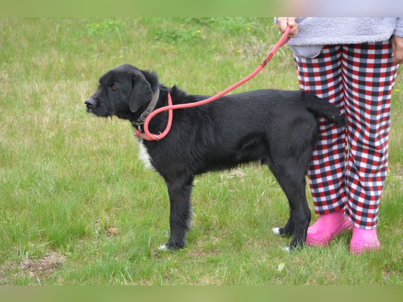 Brko - Kinderlieber, verträglicher Schnauzer-Mischling, 01.03.2016 geboren