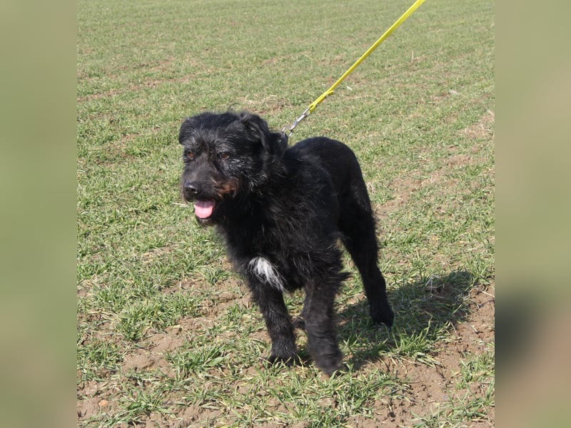 Wasti - Zurückhaltender ruhiger Rüde, ca. 2015 geboren,, Schnauzer-Mischling
