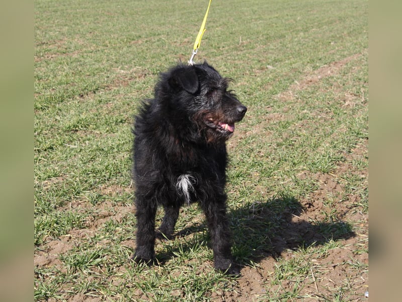 Wasti - Zurückhaltender ruhiger Rüde, ca. 2015 geboren,, Schnauzer-Mischling