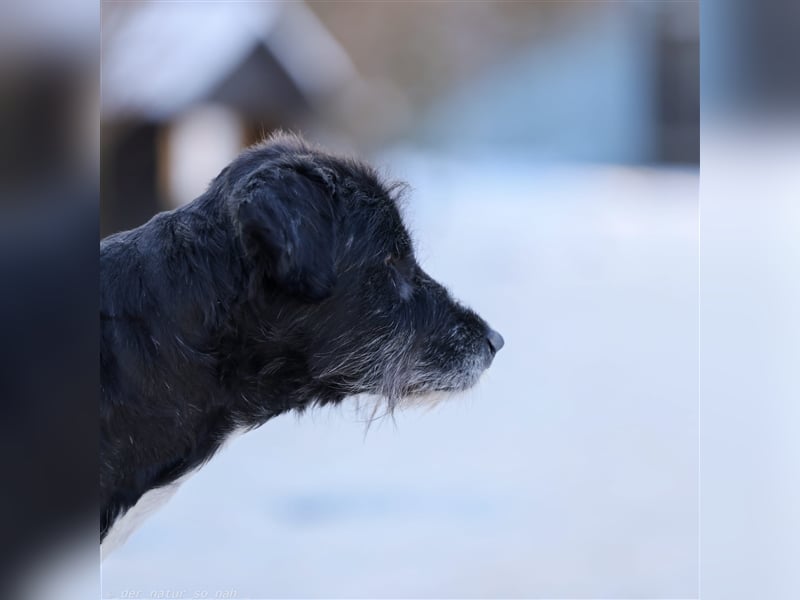 Schnauzer Mix sucht