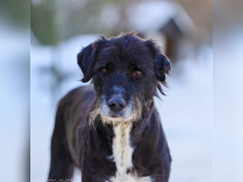 Schnauzer Mix sucht