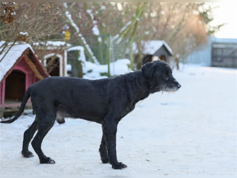 Schnauzer Mix sucht