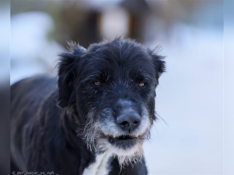 Schnauzer Mix sucht