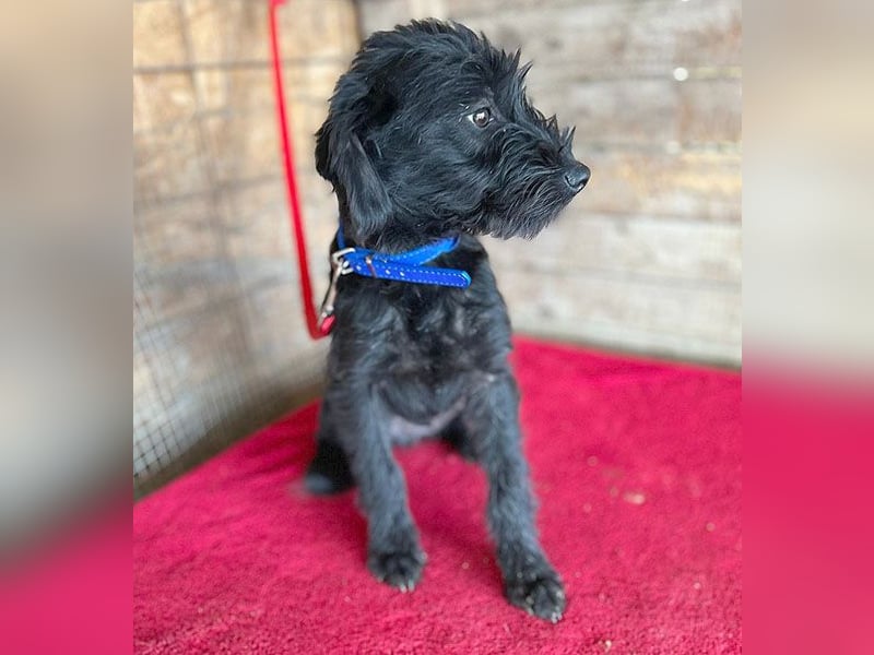 (R) ❤️ zarter kleiner NEGRO - 6 Monate, 3cm/5,5kg - Schnauzer-Mix