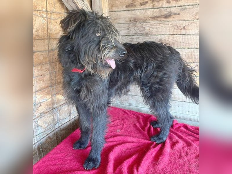 fröhlicher Familienhund TIMO - 1,5 Jahre, 56cm/18kg - Schnauzer-Mix