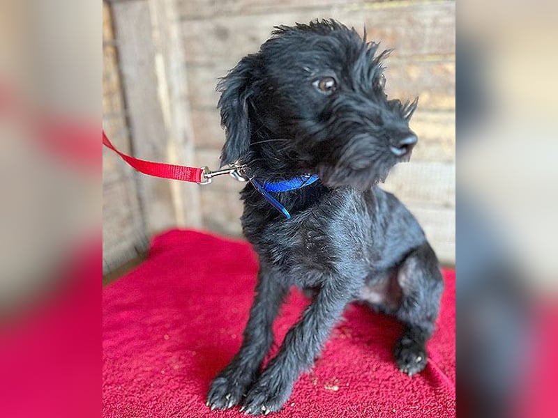 (R) ❤️ zarter kleiner NEGRO - 6 Monate, 3cm/5,5kg - Schnauzer-Mix