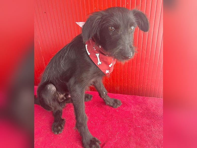 kleiner Schnauzer-Mix PEDRO - 8 Monate, 40cm/10kg