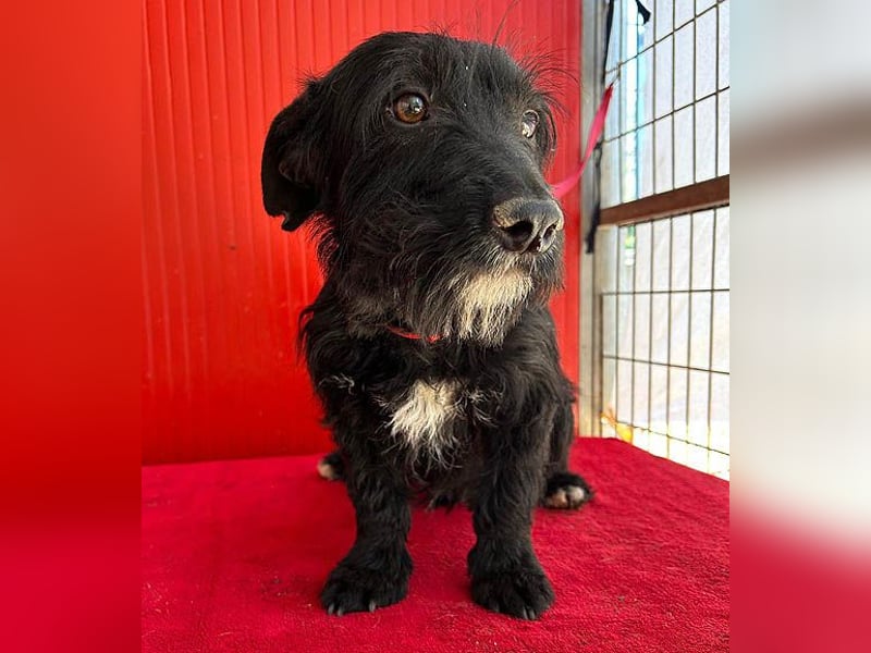 (R) kleiner Herzensbrecher KIKO - 2,5 Jahre, 30cm/8,5kg - Schnauzuer-Mix