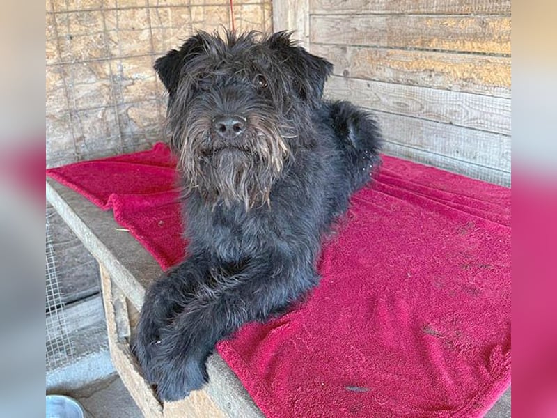 superlieber Kuschelbär OSKAR - 4,5 Jahre, 53cm/16kg - Schnauzer-Mix