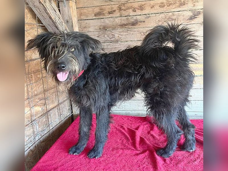 fröhlicher Familienhund TIMO - 1,5 Jahre, 56cm/18kg - Schnauzer-Mix