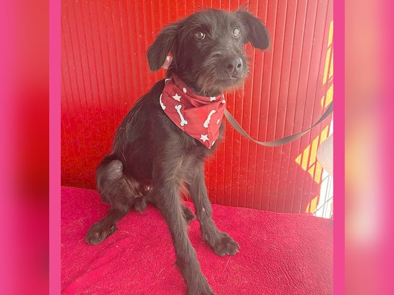 kleiner Schnauzer-Mix PEDRO - 8 Monate, 40cm/10kg