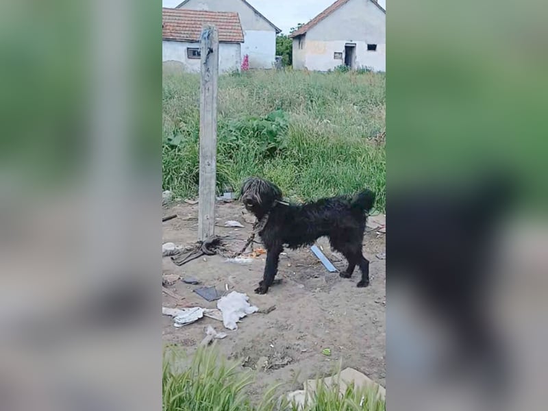 fröhlicher Familienhund TIMO - 1,5 Jahre, 56cm/18kg - Schnauzer-Mix