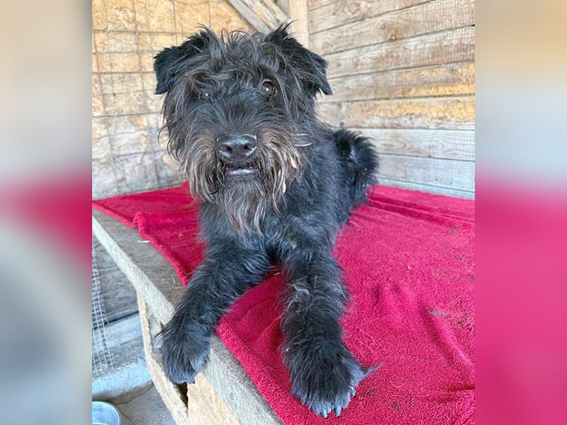 superlieber Kuschelbär OSKAR - 4,5 Jahre, 53cm/16kg - Schnauzer-Mix