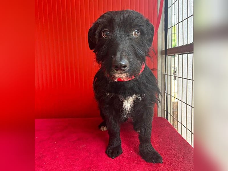(R) kleiner Herzensbrecher KIKO - 2,5 Jahre, 30cm/8,5kg - Schnauzuer-Mix
