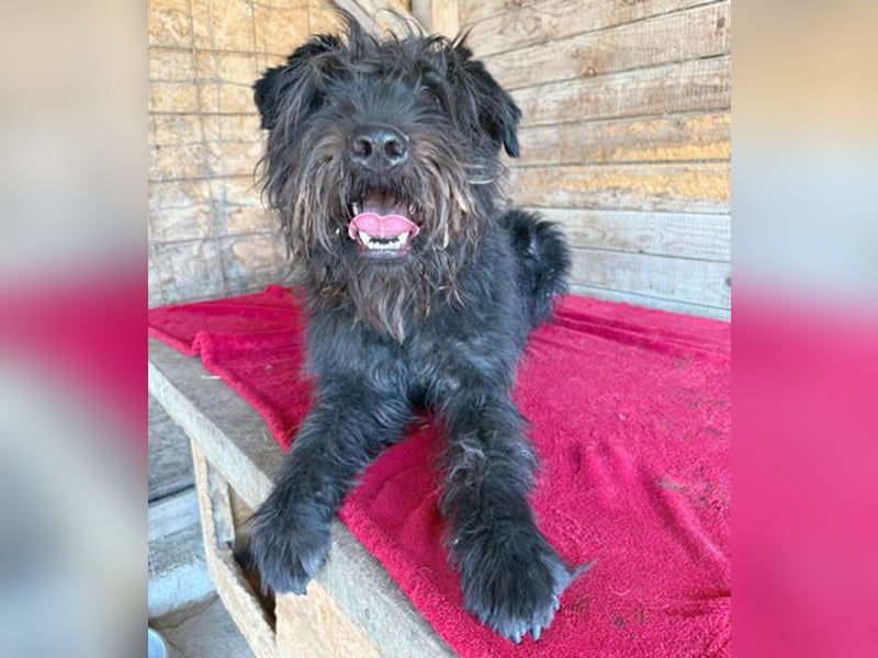 superlieber Kuschelbär OSKAR - 4,5 Jahre, 53cm/16kg - Schnauzer-Mix