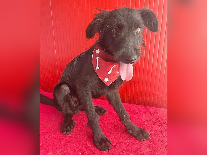 kleiner Schnauzer-Mix PEDRO - 8 Monate, 40cm/10kg