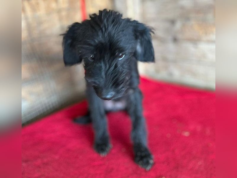 (R) ❤️ zarter kleiner NEGRO - 6 Monate, 3cm/5,5kg - Schnauzer-Mix