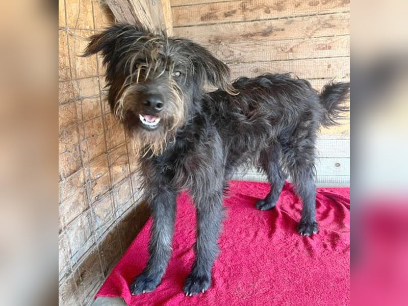 fröhlicher Familienhund TIMO - 1,5 Jahre, 56cm/18kg - Schnauzer-Mix