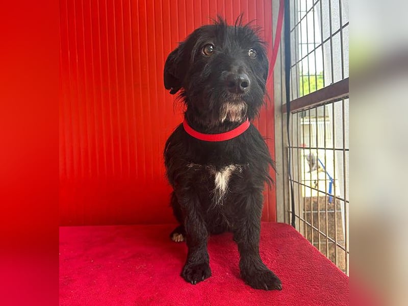 (R) kleiner Herzensbrecher KIKO - 2,5 Jahre, 30cm/8,5kg - Schnauzuer-Mix
