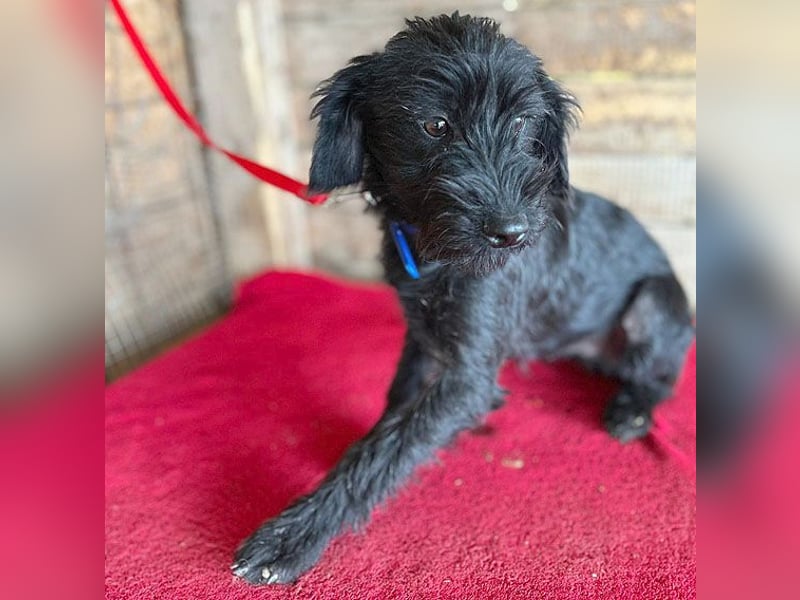 (R) ❤️ zarter kleiner NEGRO - 6 Monate, 3cm/5,5kg - Schnauzer-Mix