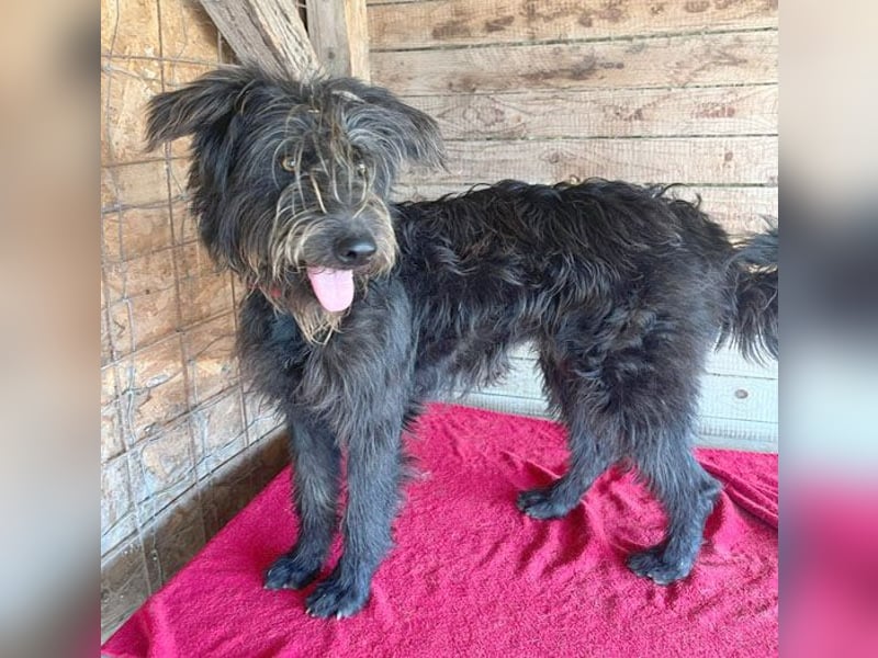 fröhlicher Familienhund TIMO - 1,5 Jahre, 56cm/18kg - Schnauzer-Mix
