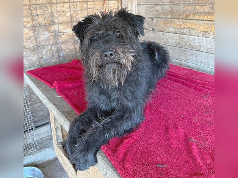 superlieber Kuschelbär OSKAR - 4,5 Jahre, 53cm/16kg - Schnauzer-Mix
