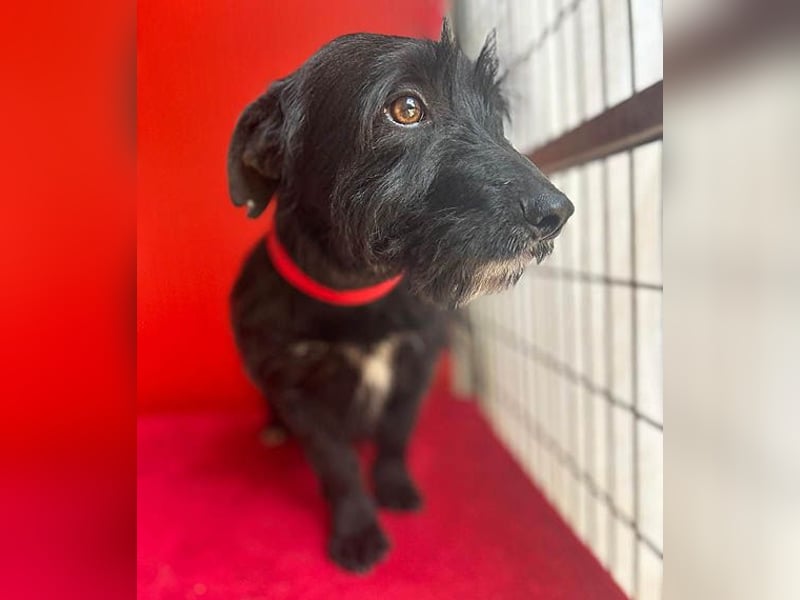 (R) kleiner Herzensbrecher KIKO - 2,5 Jahre, 30cm/8,5kg - Schnauzuer-Mix
