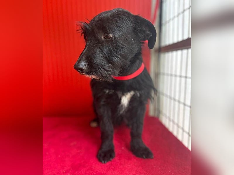 (R) kleiner Herzensbrecher KIKO - 2,5 Jahre, 30cm/8,5kg - Schnauzuer-Mix