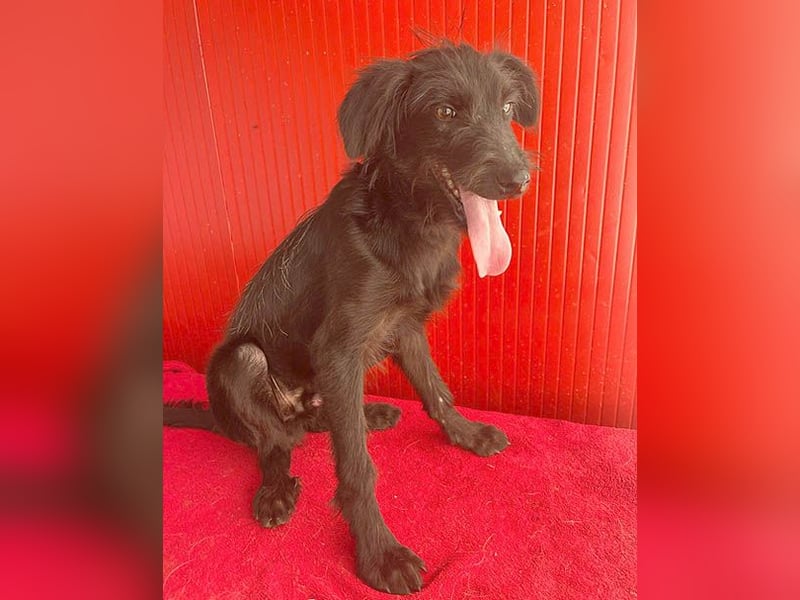 kleiner Schnauzer-Mix PEDRO - 8 Monate, 40cm/10kg