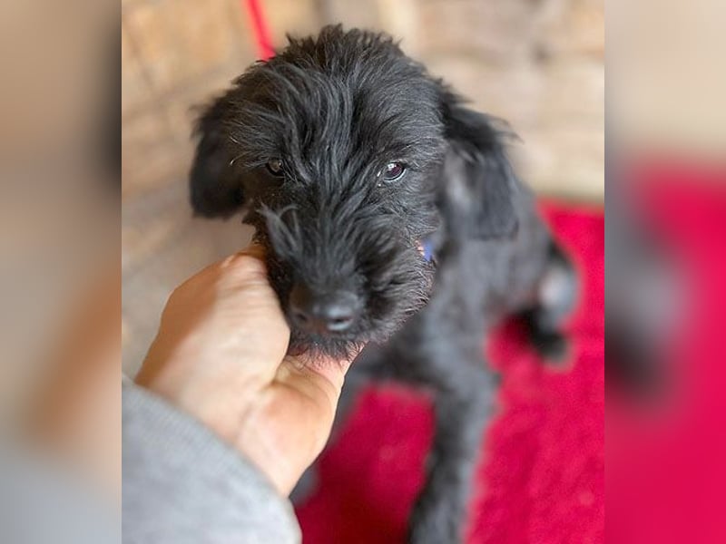 (R) ❤️ zarter kleiner NEGRO - 6 Monate, 3cm/5,5kg - Schnauzer-Mix