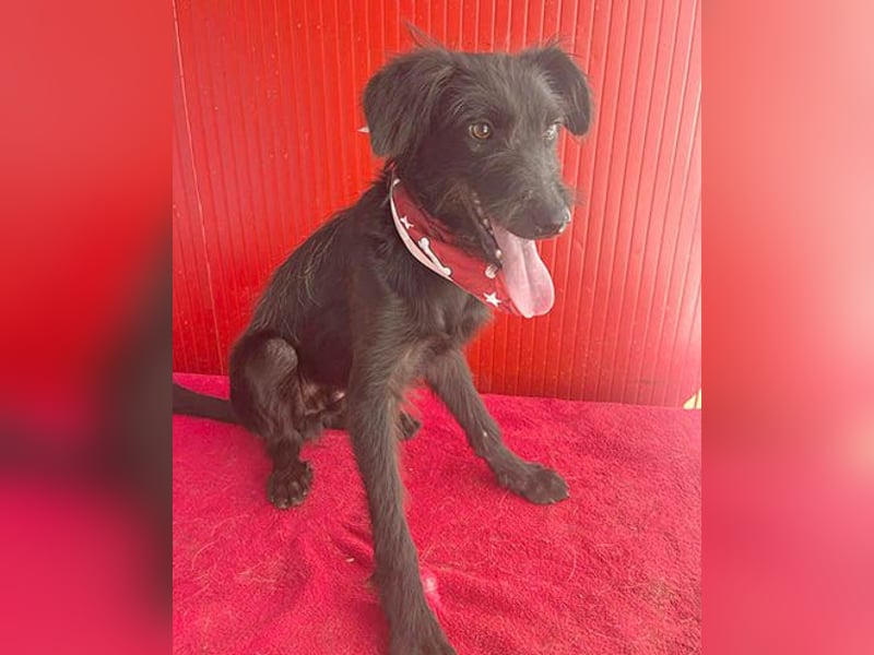 kleiner Schnauzer-Mix PEDRO - 8 Monate, 40cm/10kg