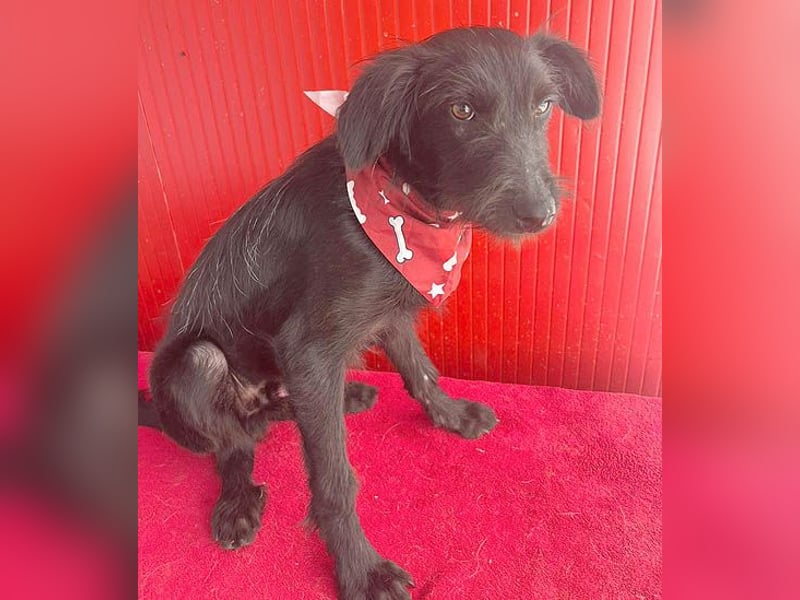 kleiner Schnauzer-Mix PEDRO - 8 Monate, 40cm/10kg