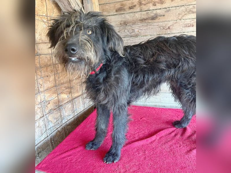 fröhlicher Familienhund TIMO - 1,5 Jahre, 56cm/18kg - Schnauzer-Mix