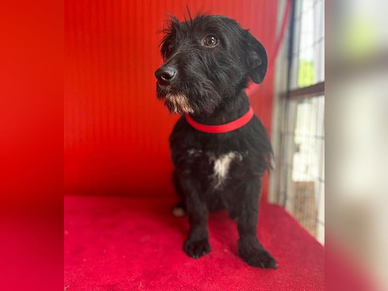 (R) kleiner Herzensbrecher KIKO - 2,5 Jahre, 30cm/8,5kg - Schnauzuer-Mix