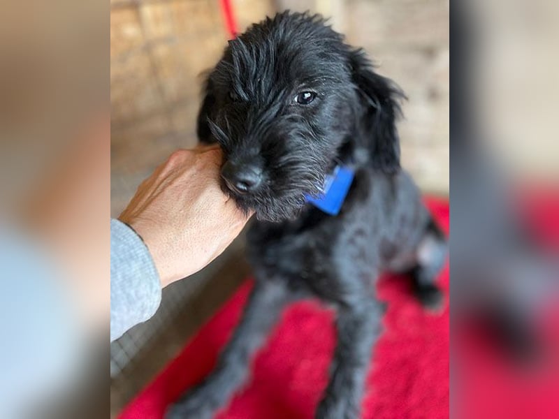 (R) ❤️ zarter kleiner NEGRO - 6 Monate, 3cm/5,5kg - Schnauzer-Mix