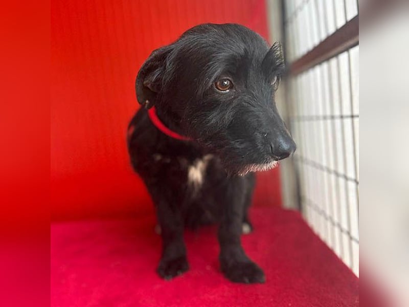 (R) kleiner Herzensbrecher KIKO - 2,5 Jahre, 30cm/8,5kg - Schnauzuer-Mix