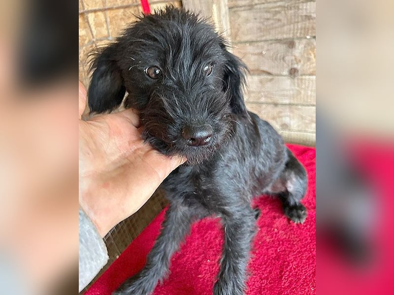 (R) ❤️ zarter kleiner NEGRO - 6 Monate, 3cm/5,5kg - Schnauzer-Mix