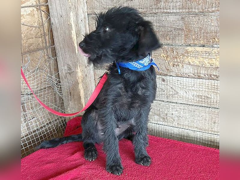 (R) ❤️ zarter kleiner NEGRO - 6 Monate, 3cm/5,5kg - Schnauzer-Mix