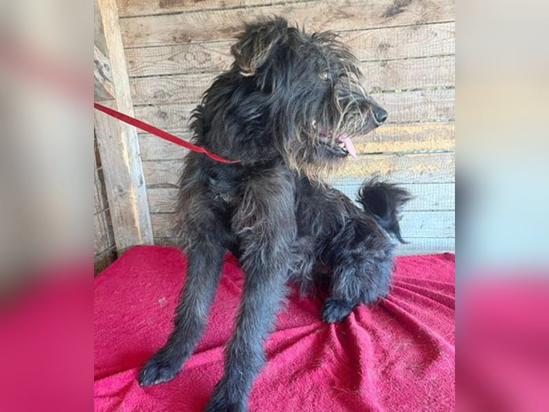 fröhlicher Familienhund TIMO - 1,5 Jahre, 56cm/18kg - Schnauzer-Mix