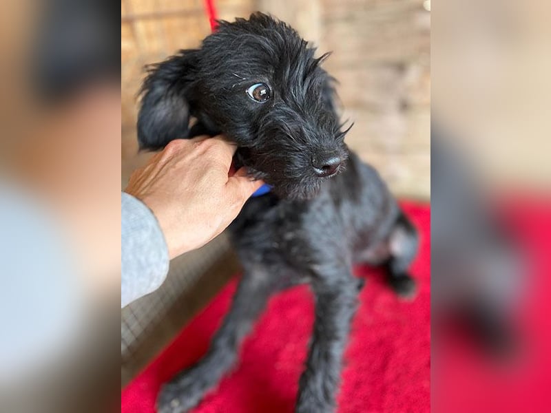 (R) ❤️ zarter kleiner NEGRO - 6 Monate, 3cm/5,5kg - Schnauzer-Mix