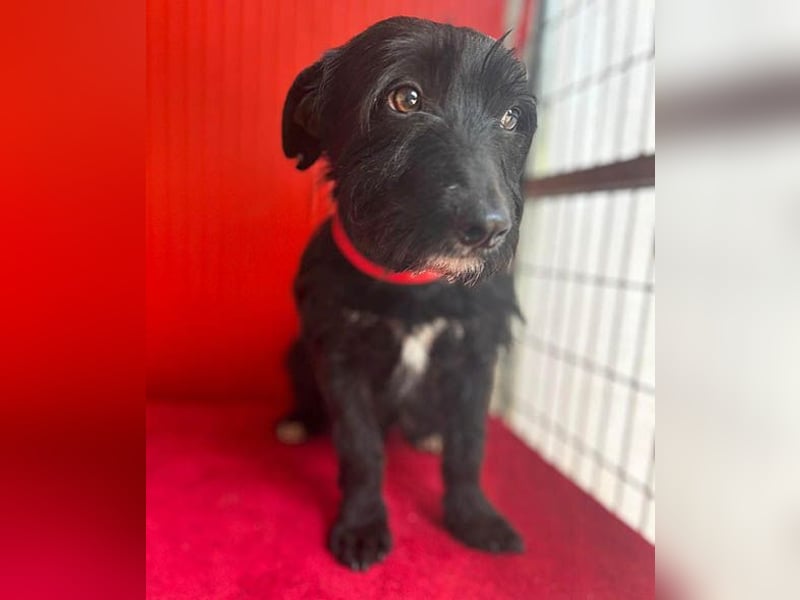 (R) kleiner Herzensbrecher KIKO - 2,5 Jahre, 30cm/8,5kg - Schnauzuer-Mix