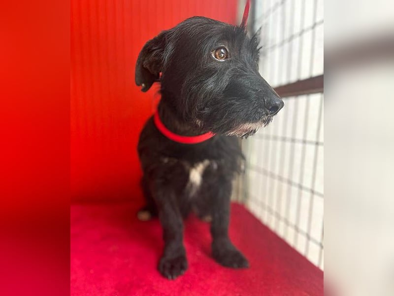 (R) kleiner Herzensbrecher KIKO - 2,5 Jahre, 30cm/8,5kg - Schnauzuer-Mix