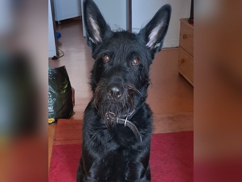 Tommy sucht das Abenteuer