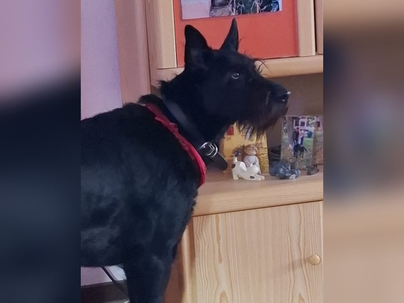 Tommy sucht das Abenteuer