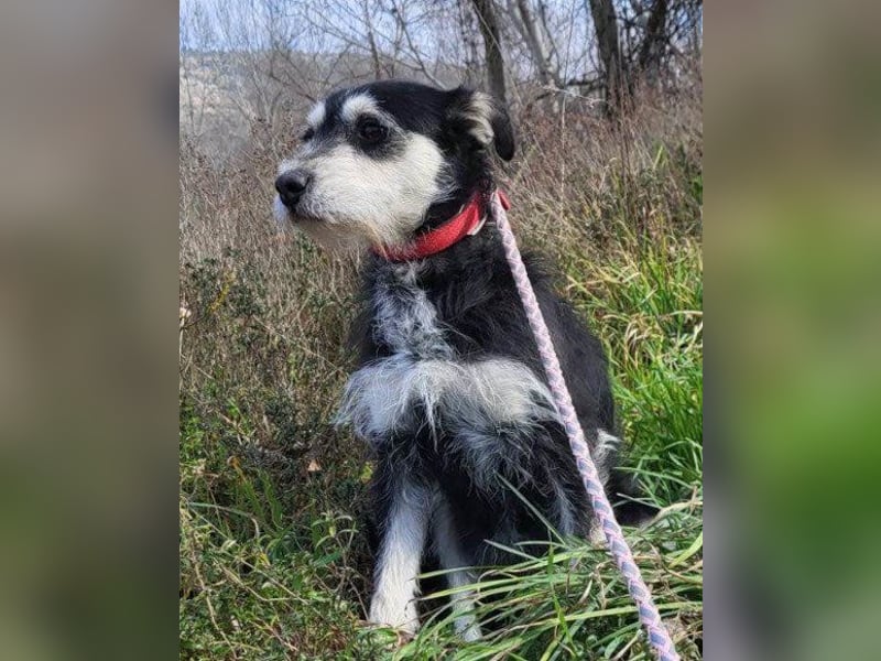 Schnauzer-Mix ♥Milo♥ ein aktiver, absoluter Herzens-Hund