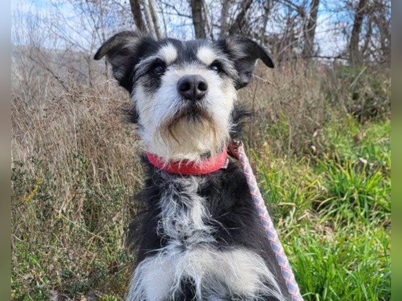Schnauzer-Mix ♥Milo♥ ein aktiver, absoluter Herzens-Hund